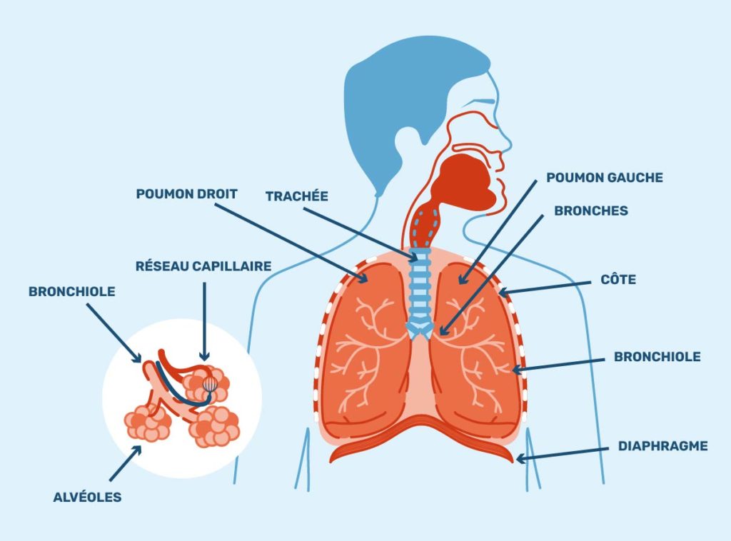 Le système respiratoire et son fonctionnement - #JESUISVAPOTEUR